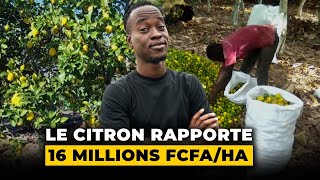 Le citron rapporte 16 Millions de F CFAha [upl. by Lua241]