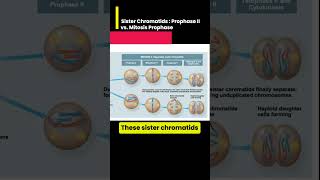 Sister Chromatids Prophase II vs Mitosis Prophase [upl. by Leunas]