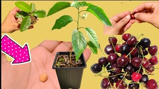 How to grow Cherry tree plant at home  The easiest way to grow Cherry from seeds [upl. by Barvick826]