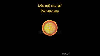 Structure of lysosome lysosomes structure  Lysosome Structure And Functions  Class 11 Biology [upl. by Norak]