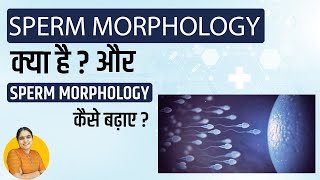 Sperm Morphology क्या होता है Normal Range Improvement Treatment  स्पर्म Morphology कैसे बढ़ाए [upl. by Maxfield]