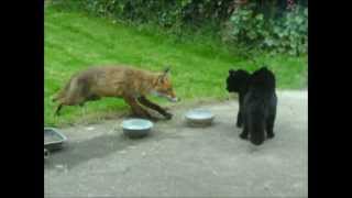 Cat vs fox  an cat i gcoinne an tsionnaigh Katze gegen Fuchs  Chat contre Renard [upl. by Mitzie378]