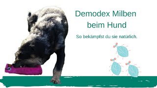 Demodex Milben beim Hund [upl. by Caitrin]