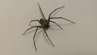 Brown Recluse spider HD closeup footage [upl. by Aliekahs]