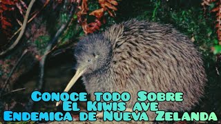 Todo lo que debes conocer sobre los Kiwis Apteryx [upl. by Haisa]