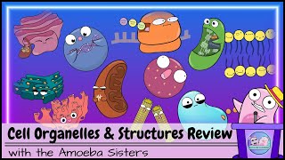 Cell Organelles and Structures Review [upl. by Euqinahc]