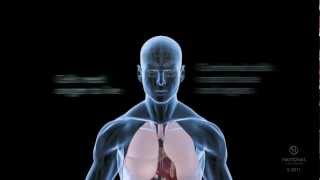 Body Basics What is sleep apnea and how does it affect your body [upl. by Tsew]