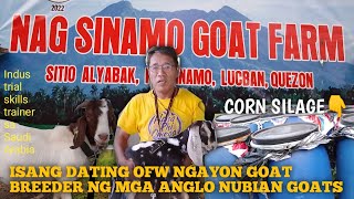 Anglo Nubian Pure breed Goat Farm Visit NAG SINAMO GOAT FARM LUCBAN QUEZON [upl. by Strain]