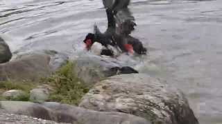 Two Muscovy Ducks Fighting [upl. by Powel]