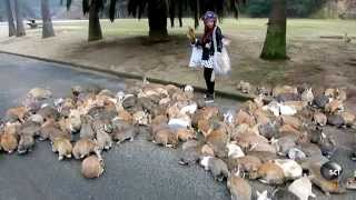 Its Always Bunny Rush Hour on This Japanese Island [upl. by Udale]