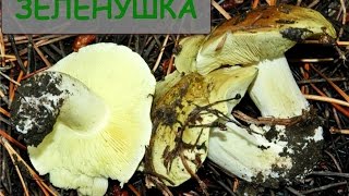 Зеленушка рядовка зеленая [upl. by Tallou]