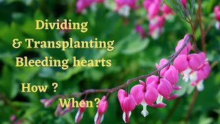 How to Plant Dicentra Bleeding Heart [upl. by Halsey]