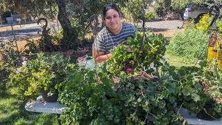 cómo podar los geranios cómo reproducirlos como abonarlos para prepararlos para que den mucha flor [upl. by Aicilaanna]