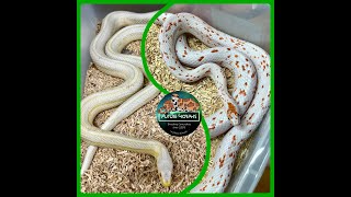 Clutch 47 Palmetto Amber Snow Tessera Motley  FutureMorphs [upl. by Daggett]