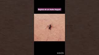 Registro de um Aedes Aegypti enem mosquitodadengue [upl. by Nataniel16]