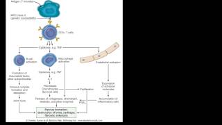 94P Pathogenesis of Rheumatoid Arthritis RA [upl. by Darrelle810]