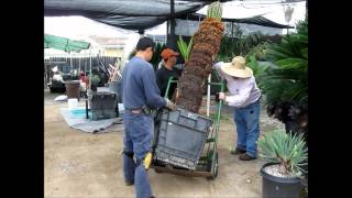 Sago Palm Cycas revoluta at Jurassic Garden  Moving Large ReEstablished Specimen [upl. by Ranie]