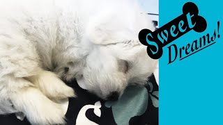 Dog Barking Soothe Your Pet Now with Calming White Noise  Dog Sleep Sounds 10 Hours [upl. by Meier]