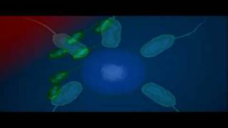 Bacteria Shape  Biology  Bacteriology [upl. by Annoid935]