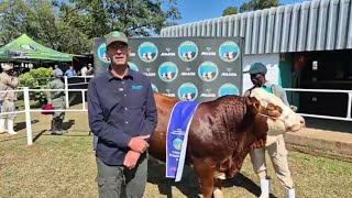 Ons praat met Peter Abrahamse van River Valley Simmentalers by Bloem Show 2024 [upl. by Freeman]