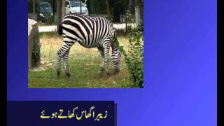 herbivores carnivores omnivores in urdu [upl. by Duahsar]