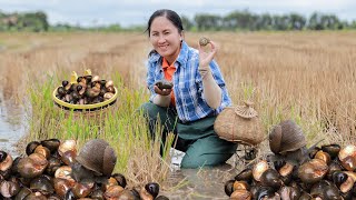 Harvest Pomacea canaliculata apple snail goes to the market sell  Emma Daily Life [upl. by Abeu]