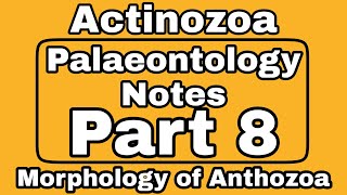 Anthozoa  Morphology of Anthozoa  Actinozoa  Phylum Cnidaria  Geological History of Anthozoa [upl. by Ahsenwahs]