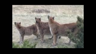 Mountain Lion Family 3 Cubs and Mother [upl. by Yttak219]