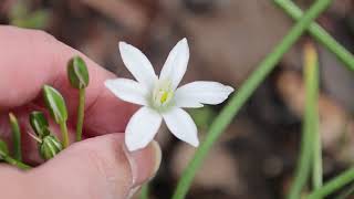 Ornithogalum umbellatum  StarofBethlehem Grass Lily [upl. by Imoyaba]