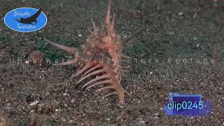 0245Murex shell attacking snail 4K Underwater Royalty Free Stock Footage [upl. by Nauhs]