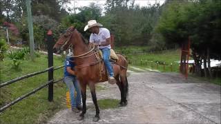 Probando Yegua Yolombal La Enea Guarne Guarne  Saeta de la Elvira [upl. by Arabrab]