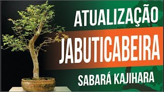 BONSAI DE JABUTICABEIRA SABARÁ  ATUALIZAÇÃO [upl. by Drida]