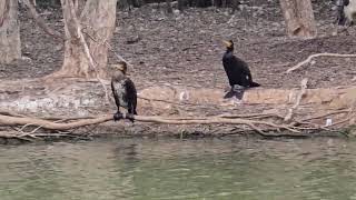 Great Cormorant bird Australia [upl. by Crissie]