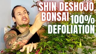 How to make Japanese Maple Bonsai Defoliation Bud Selection Thread Graft Update [upl. by Jowett]