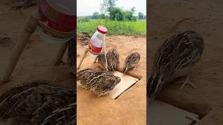 Simple Bird Trap  Amazing Quail Trap shorts [upl. by Aubarta644]