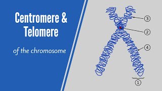 What Are Centromere amp Telomere [upl. by Paynter]