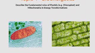 Role of Chloroplast and Mitochondria [upl. by Hairehcaz464]