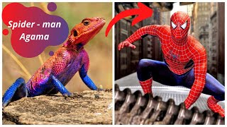 The Amazing SpiderMan Agama A Real Life Superhero  Agama Lizards  Rainbow Lizard [upl. by Ynohtnaleahcim15]