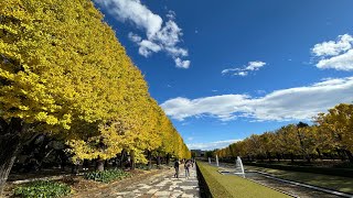 昭和記念公園 紅葉進捗チェックと撮影リベンジ [upl. by Kcirddahc968]