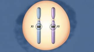 X inactivation  Role of Tsix gene and its mechanism  Genetics  Akash Mitra [upl. by Tavish]