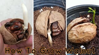 How To Grow Walnut At Home  Walnuts Germination amp Growing Fast [upl. by Nenad946]