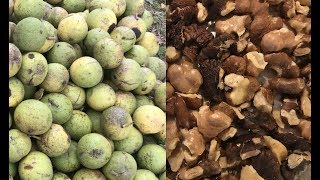 Black Walnut Harvesting From Start to Finish [upl. by Tigirb910]