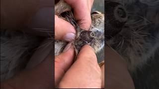 Removing Botfly Parasites From Squirrel🐿 [upl. by Canty]