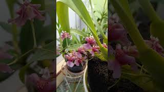 anggrek harum vanilla  oncidium rosy sunset fragrantorchids dancinglady [upl. by Aernda]