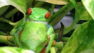 Agalychnis callidryas en chambre de pluie  amplexus et mue [upl. by Adlai]