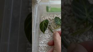 ✅ 5 Philodendron Verrucosum Props from Stem Cuttings 👀 shorts [upl. by Anertak29]