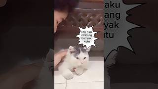 Sappi dibilangin banyak kutu😂 funnycat cat [upl. by Barden]