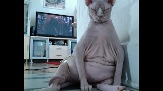 Worlds Fattest Cats Top 10 [upl. by Ddat]