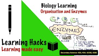 4 Organisation and Enzymes Secondary KS3KS4 GCSE FREE SCIENCE LESSONS  Biology [upl. by Demmy]