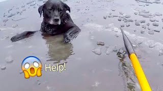 Best Animal Rescues Of The Year 😢 These Animals asked people for help [upl. by Ailemaj]